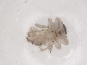  ( - CBG-B00756-D05)  @11 [ ] CreativeCommons - Attribution Share - Alike (2025) Centre for Biodiversity Genomics Centre for Biodiversity Genomics