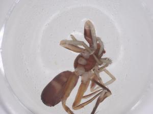  ( - CBG-B00799-D04)  @11 [ ] CreativeCommons - Attribution Share - Alike (2025) Centre for Biodiversity Genomics Centre for Biodiversity Genomics