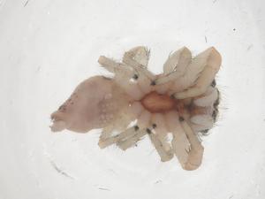  ( - CBG-B00800-A01)  @11 [ ] CreativeCommons - Attribution Share - Alike (2025) Centre for Biodiversity Genomics Centre for Biodiversity Genomics