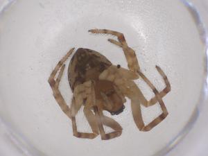  ( - CBG-B00942-F10)  @11 [ ] CreativeCommons - Attribution Share - Alike (2025) Centre for Biodiversity Genomics Centre for Biodiversity Genomics