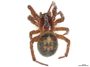  ( - CBG-B01011-F10)  @11 [ ] CreativeCommons - Attribution Share - Alike (2025) CBG Photography Group Centre for Biodiversity Genomics