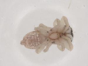  ( - CBG-B01332-B05)  @11 [ ] CreativeCommons - Attribution Share - Alike (2025) Centre for Biodiversity Genomics Centre for Biodiversity Genomics