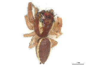  ( - CBG-B01538-D08)  @11 [ ] CreativeCommons - Attribution Share - Alike (2025) CBG Photography Group Centre for Biodiversity Genomics