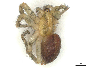  ( - CBG-B01538-H08)  @11 [ ] CreativeCommons - Attribution Share - Alike (2025) CBG Photography Group Centre for Biodiversity Genomics