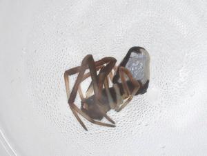  ( - CBG-B02105-D12)  @11 [ ] CreativeCommons - Attribution Share - Alike (2025) Centre for Biodiversity Genomics Centre for Biodiversity Genomics