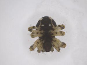  ( - CBG-B02312-B04)  @11 [ ] CreativeCommons - Attribution Share - Alike (2025) Centre for Biodiversity Genomics Centre for Biodiversity Genomics