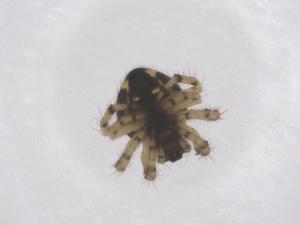  ( - CBG-B02312-B06)  @11 [ ] CreativeCommons - Attribution Share - Alike (2025) Centre for Biodiversity Genomics Centre for Biodiversity Genomics