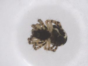  ( - CBG-B02312-E07)  @11 [ ] CreativeCommons - Attribution Share - Alike (2025) Centre for Biodiversity Genomics Centre for Biodiversity Genomics