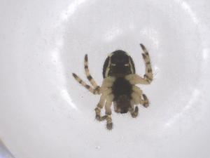  ( - CBG-B02312-E08)  @11 [ ] CreativeCommons - Attribution Share - Alike (2025) Centre for Biodiversity Genomics Centre for Biodiversity Genomics