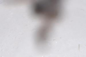  ( - CBG-B02417-B12)  @11 [ ] CreativeCommons - Attribution Share - Alike (2025) Centre for Biodiversity Genomics Centre for Biodiversity Genomics