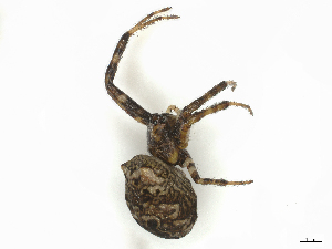  ( - CBG-B02486-C03)  @11 [ ] CreativeCommons - Attribution Share - Alike (2025) CBG Photography Group Centre for Biodiversity Genomics