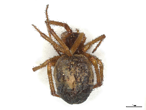  ( - CBG-B02486-H07)  @11 [ ] CreativeCommons - Attribution Share - Alike (2025) CBG Photography Group Centre for Biodiversity Genomics