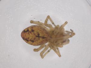  ( - CBG-B03918-E07)  @11 [ ] CreativeCommons - Attribution Share - Alike (2025) Centre for Biodiversity Genomics Centre for Biodiversity Genomics