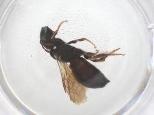  ( - CBG-B03919-F01)  @11 [ ] CreativeCommons - Attribution Share - Alike (2025) Centre for Biodiversity Genomics Centre for Biodiversity Genomics