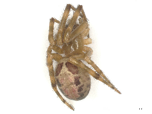  ( - CBG-B03942-A06)  @11 [ ] CreativeCommons - Attribution (2022) CBG Photography Group Centre for Biodiversity Genomics