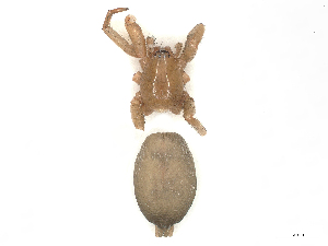  ( - CBG-B03942-D05)  @11 [ ] CreativeCommons - Attribution (2022) CBG Photography Group Centre for Biodiversity Genomics