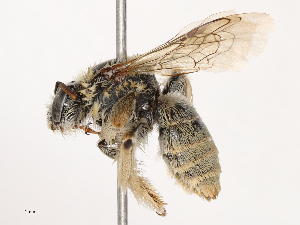  ( - CBG-B04134-A05)  @11 [ ] CreativeCommons - Attribution Share - Alike (2025) CBG Photography Group Centre for Biodiversity Genomics