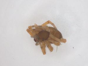  ( - CBG-B05006-B07)  @11 [ ] CreativeCommons - Attribution Share - Alike (2025) Centre for Biodiversity Genomics Centre for Biodiversity Genomics