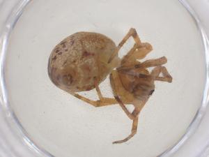  ( - CBG-B05006-E08)  @11 [ ] CreativeCommons - Attribution Share - Alike (2025) Centre for Biodiversity Genomics Centre for Biodiversity Genomics