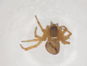  ( - CBG-B05049-G05)  @11 [ ] CreativeCommons - Attribution Share - Alike (2025) Centre for Biodiversity Genomics Centre for Biodiversity Genomics