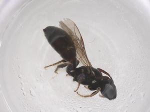  ( - CBG-B05051-C12)  @11 [ ] CreativeCommons - Attribution Share - Alike (2025) Centre for Biodiversity Genomics Centre for Biodiversity Genomics