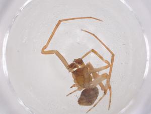  ( - CBG-B05083-B10)  @11 [ ] CreativeCommons - Attribution Share - Alike (2025) Centre for Biodiversity Genomics Centre for Biodiversity Genomics