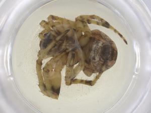  ( - CBG-B05084-C12)  @11 [ ] CreativeCommons - Attribution Share - Alike (2025) Centre for Biodiversity Genomics Centre for Biodiversity Genomics