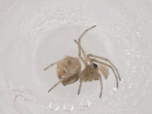  ( - CBG-B05088-C04)  @11 [ ] CreativeCommons - Attribution Share - Alike (2025) Centre for Biodiversity Genomics Centre for Biodiversity Genomics