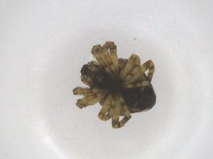  ( - CBG-B20236-F02)  @11 [ ] CreativeCommons - Attribution Share - Alike (2025) Centre for Biodiversity Genomics Centre for Biodiversity Genomics