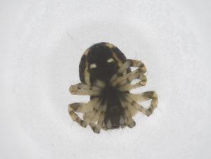  ( - CBG-B20239-C04)  @11 [ ] CreativeCommons - Attribution Share - Alike (2025) Centre for Biodiversity Genomics Centre for Biodiversity Genomics