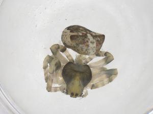  ( - CBG-B20239-H06)  @11 [ ] CreativeCommons - Attribution Share - Alike (2025) Centre for Biodiversity Genomics Centre for Biodiversity Genomics