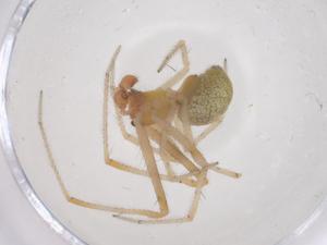  ( - CBG-B20259-C05)  @11 [ ] CreativeCommons - Attribution Share - Alike (2025) Centre for Biodiversity Genomics Centre for Biodiversity Genomics