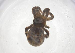  ( - CBG-B20445-C01)  @11 [ ] CreativeCommons - Attribution Share - Alike (2025) Centre for Biodiversity Genomics Centre for Biodiversity Genomics