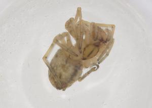  ( - CBG-B20445-C09)  @11 [ ] CreativeCommons - Attribution Share - Alike (2025) Centre for Biodiversity Genomics Centre for Biodiversity Genomics