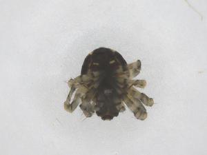  ( - CBG-B20780-B06)  @11 [ ] CreativeCommons - Attribution Share - Alike (2025) Centre for Biodiversity Genomics Centre for Biodiversity Genomics