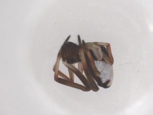  ( - CBG-B20781-A02)  @11 [ ] CreativeCommons - Attribution Share - Alike (2025) Centre for Biodiversity Genomics Centre for Biodiversity Genomics