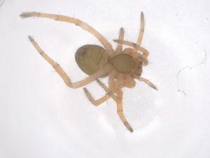  ( - CBG-B20781-D01)  @11 [ ] CreativeCommons - Attribution Share - Alike (2025) Centre for Biodiversity Genomics Centre for Biodiversity Genomics