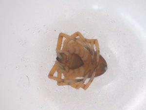  ( - CBG-B20781-D10)  @11 [ ] CreativeCommons - Attribution Share - Alike (2025) Centre for Biodiversity Genomics Centre for Biodiversity Genomics