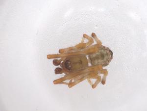  ( - CBG-B20781-G01)  @11 [ ] CreativeCommons - Attribution Share - Alike (2025) Centre for Biodiversity Genomics Centre for Biodiversity Genomics