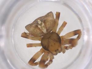  ( - CBG-B20781-H09)  @11 [ ] CreativeCommons - Attribution Share - Alike (2025) Centre for Biodiversity Genomics Centre for Biodiversity Genomics