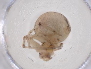  ( - CBG-B20782-E05)  @11 [ ] CreativeCommons - Attribution Share - Alike (2025) Centre for Biodiversity Genomics Centre for Biodiversity Genomics