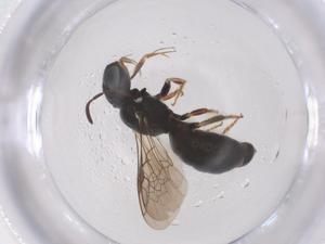  ( - CBG-B20910-G11)  @11 [ ] CreativeCommons - Attribution Share - Alike (2025) Centre for Biodiversity Genomics Centre for Biodiversity Genomics