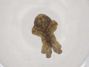  ( - CBG-B20911-F07)  @11 [ ] CreativeCommons - Attribution Share - Alike (2025) Centre for Biodiversity Genomics Centre for Biodiversity Genomics