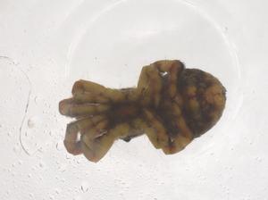  ( - CBG-B21016-C12)  @11 [ ] CreativeCommons - Attribution Share - Alike (2025) Centre for Biodiversity Genomics Centre for Biodiversity Genomics