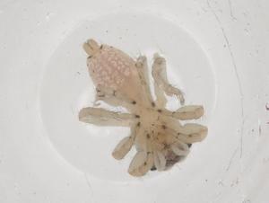  ( - CBG-B21028-C03)  @11 [ ] CreativeCommons - Attribution Share - Alike (2025) Centre for Biodiversity Genomics Centre for Biodiversity Genomics