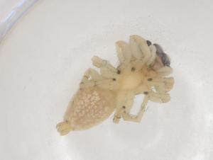  ( - CBG-B21048-B07)  @11 [ ] CreativeCommons - Attribution Share - Alike (2025) Centre for Biodiversity Genomics Centre for Biodiversity Genomics