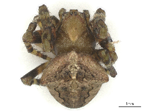  ( - CBG-B21238-G04)  @11 [ ] CreativeCommons - Attribution Share - Alike (2025) CBG Photography Group Centre for Biodiversity Genomics