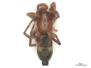  ( - CBG-B21238-G05)  @11 [ ] CreativeCommons - Attribution Share - Alike (2025) CBG Photography Group Centre for Biodiversity Genomics