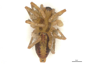  (Hololena septata - CBG-B21238-G07)  @11 [ ] CreativeCommons - Attribution Share - Alike (2025) CBG Photography Group Centre for Biodiversity Genomics