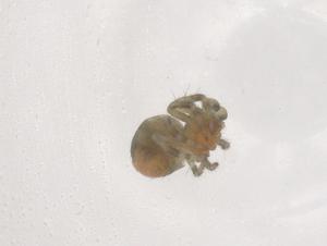  ( - CBG-B22202-G07)  @11 [ ] CreativeCommons - Attribution Share - Alike (2025) Centre for Biodiversity Genomics Centre for Biodiversity Genomics